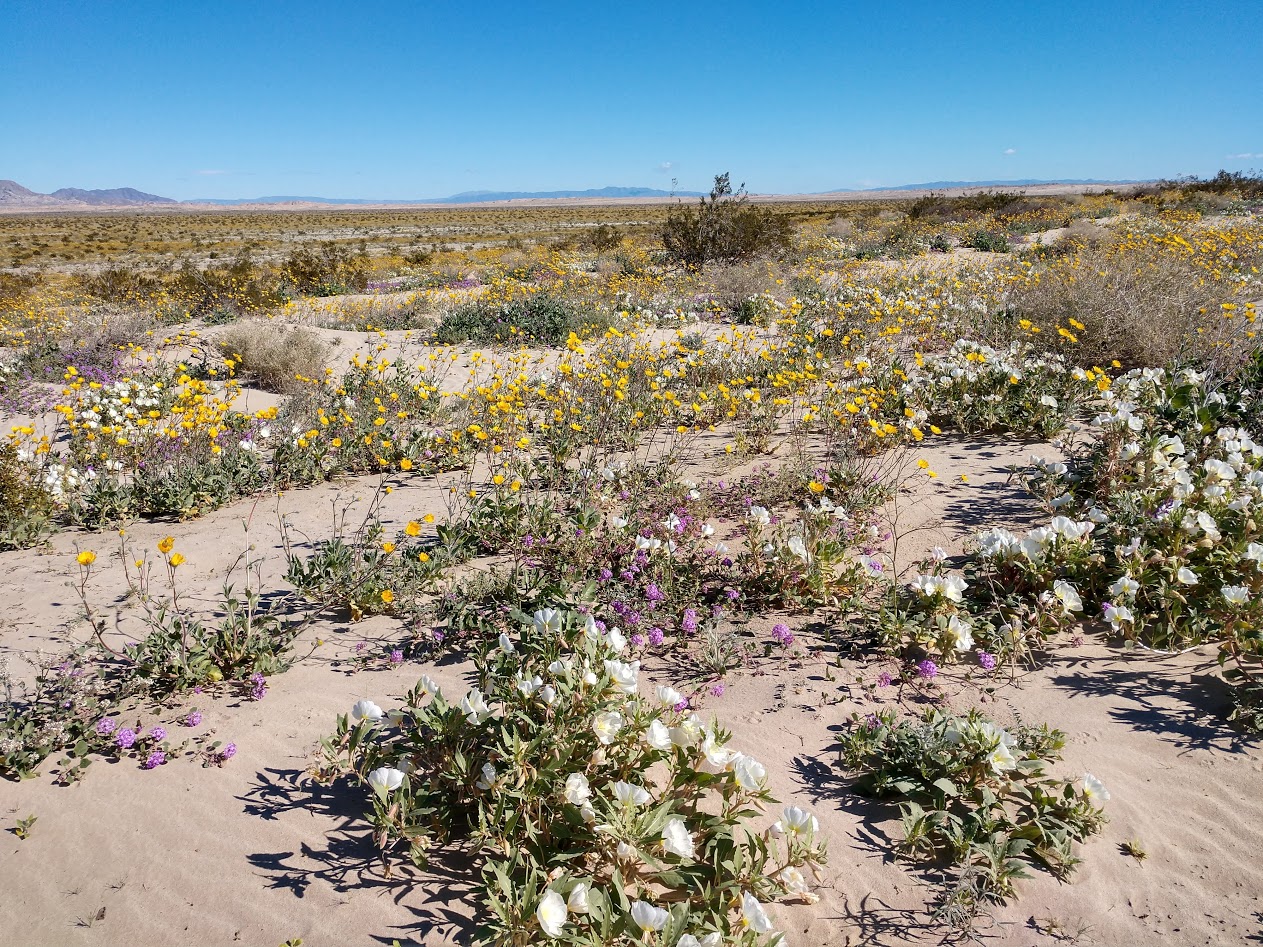 White and Yellow Wildflowers in sand
